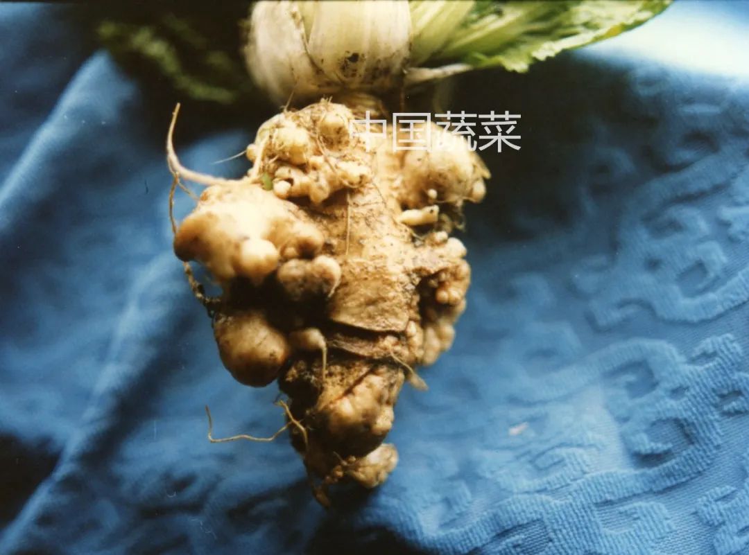 蔬菜农作物土传病害有哪些！蔬菜土传病防治方法