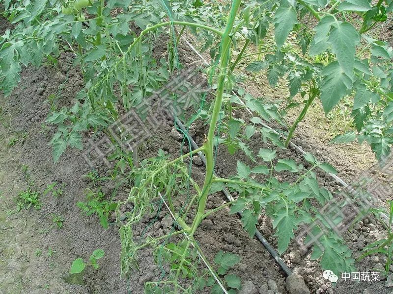 蔬菜农作物土传病害有哪些！蔬菜土传病防治方法