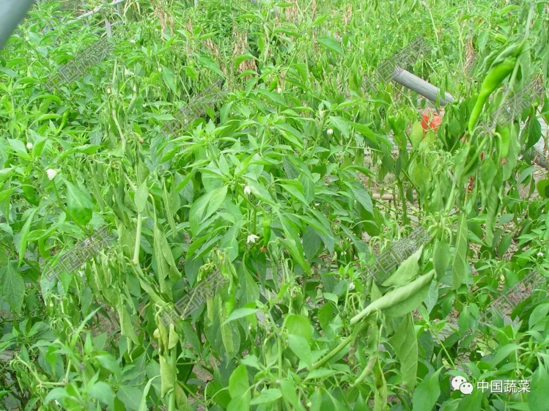 蔬菜农作物土传病害有哪些！蔬菜土传病防治方法