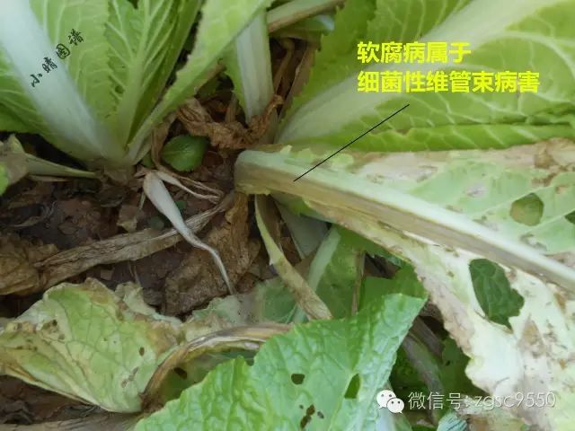 蔬菜农作物土传病害有哪些！蔬菜土传病防治方法