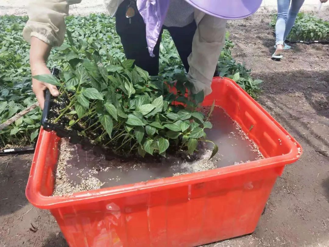 蔬菜农作物土传病害有哪些！蔬菜土传病防治方法