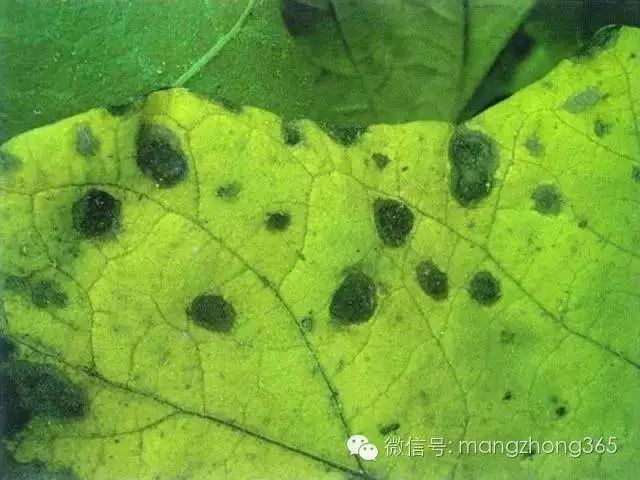 茄子病害图谱和防治方法