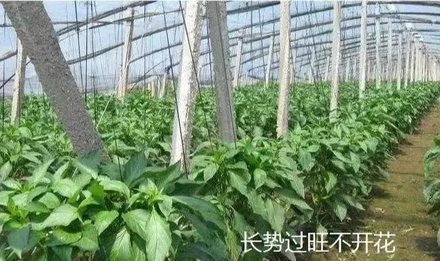 多效唑、矮壮素、缩节胺、亚磷酸钾，控旺哪个好？