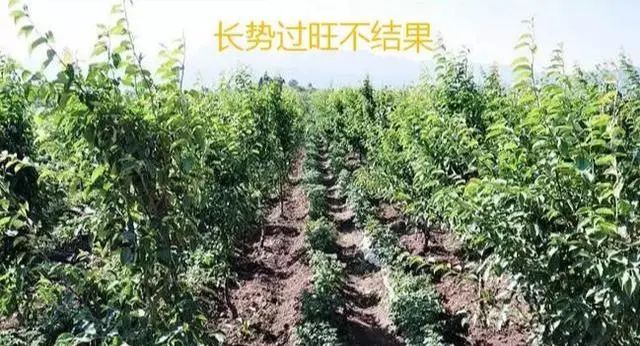 多效唑、矮壮素、缩节胺、亚磷酸钾，控旺哪个好？