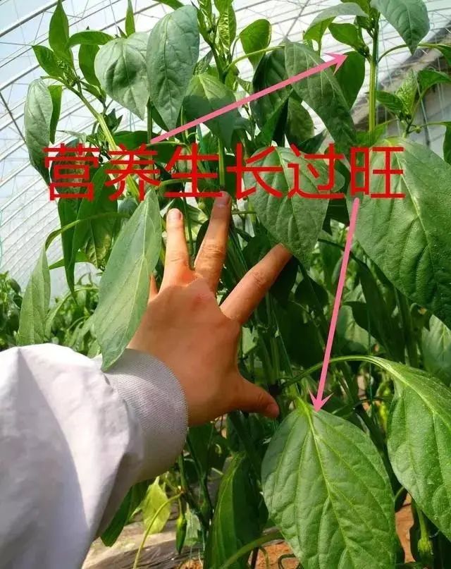 多效唑、矮壮素、缩节胺、亚磷酸钾，控旺哪个好？