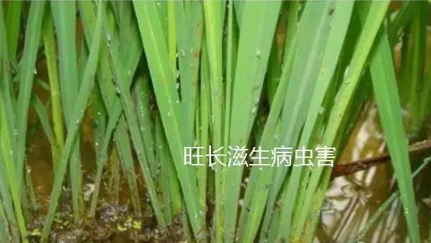 多效唑、矮壮素、缩节胺、亚磷酸钾,控旺哪个好?