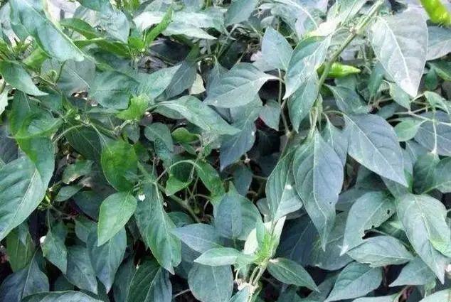 多效唑、矮壮素、缩节胺、亚磷酸钾,控旺哪个好?
