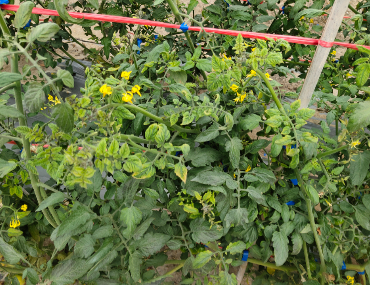 多效唑、矮壮素、缩节胺、亚磷酸钾,控旺哪个好?