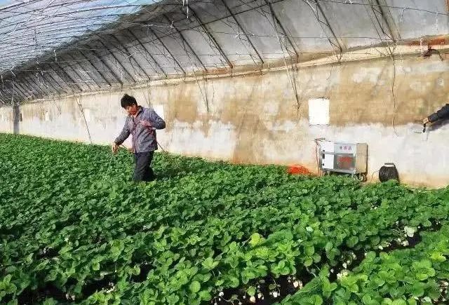 多效唑、矮壮素、缩节胺、亚磷酸钾,控旺哪个好?