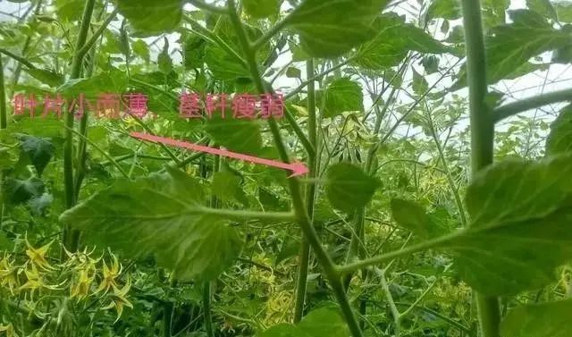 多效唑、矮壮素、缩节胺、亚磷酸钾,控旺哪个好?