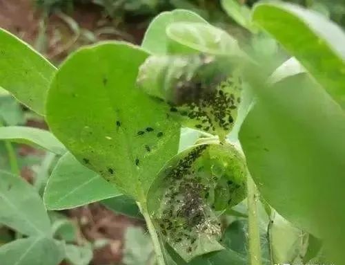 春季蚜虫病虫害的防治方案5个