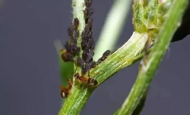春季蚜虫病虫害的防治方案5个