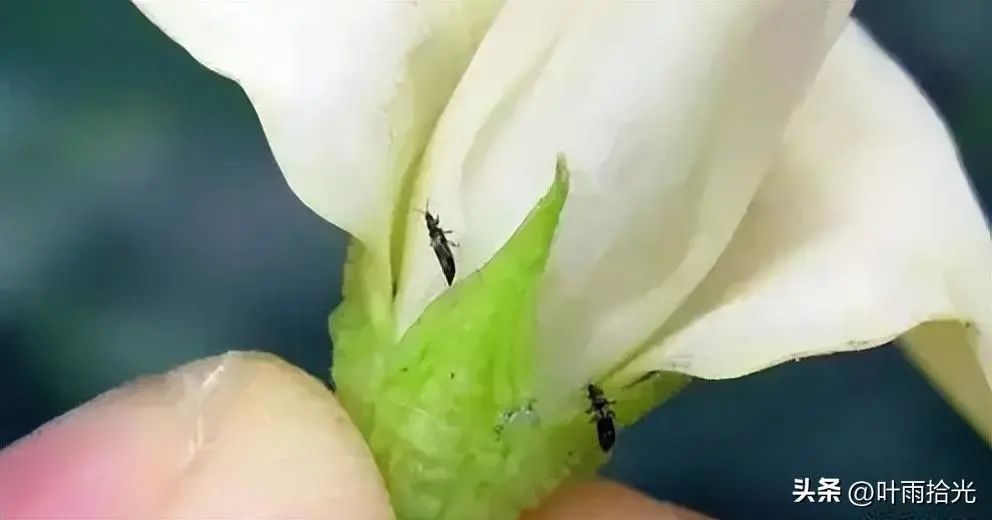 害虫防治不彻底？试试虱螨脲