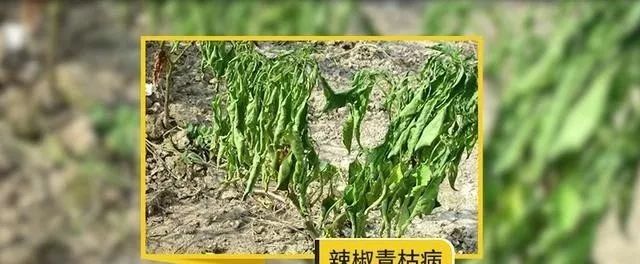 真菌性、细菌性、病毒病病害的区别