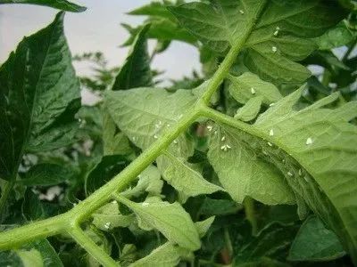 蚜虫、白粉虱、烟粉虱的有效防治方法