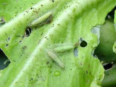 白僵菌的功效与作用使用方法