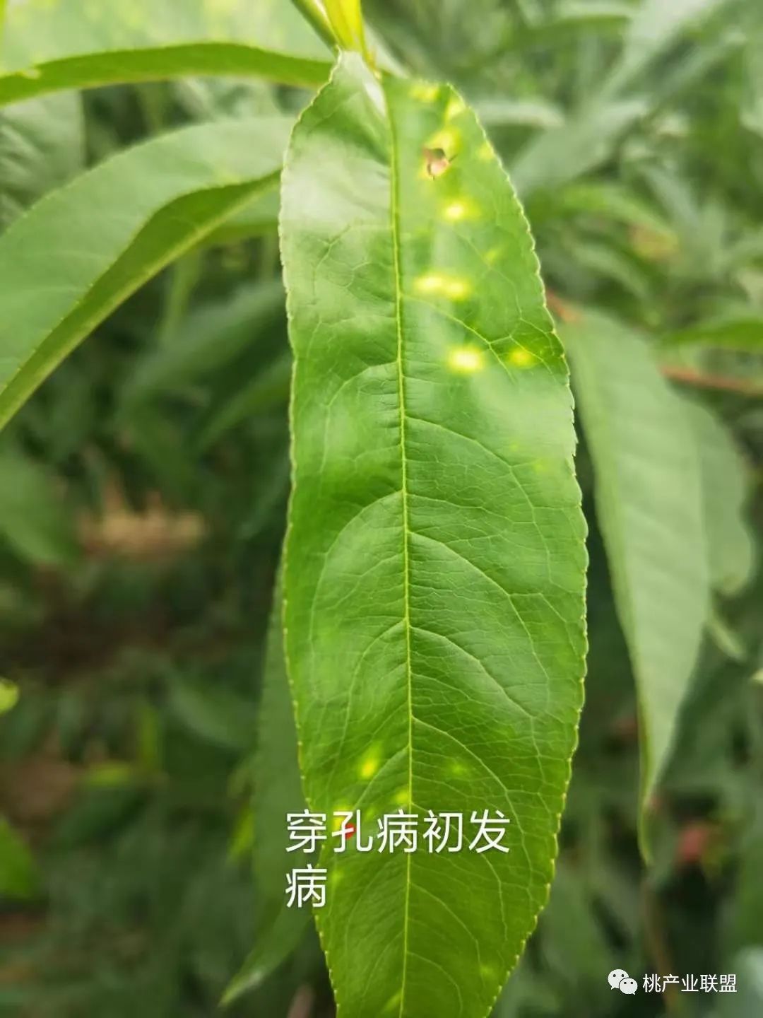 桃树幼果期病虫害的防治