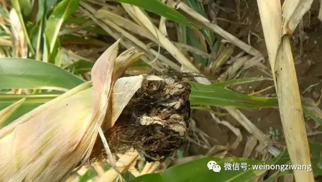 玉米常见病虫害图解及防治方法