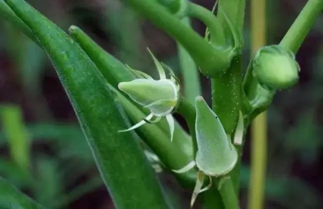 芸苔素、复硝酚钠、三十烷醇、胺鲜酯的区别