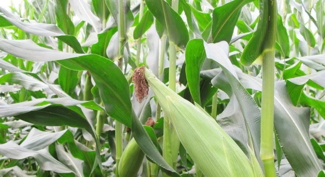 玉米高产种植管理与施肥技术