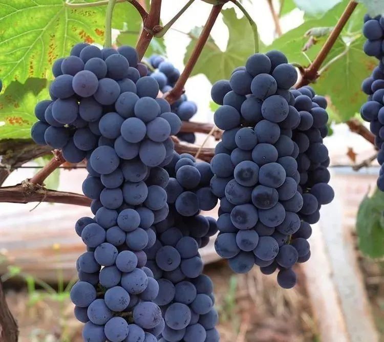常见12种葡萄品种的优缺点分析（葡萄种植参考）