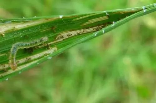 钻心虫用什么农药最有效最快杀死 这个杀钻心虫配方死虫快持效20天以上！