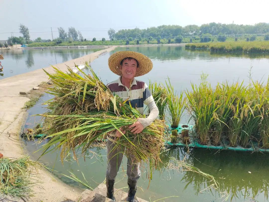 浮床水稻的种植