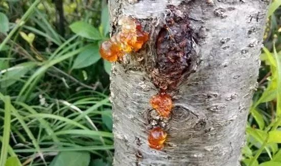 樱桃病害图片及防治（图解）