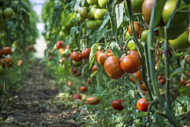 有机番茄种植栽培技术和病虫害防治技术