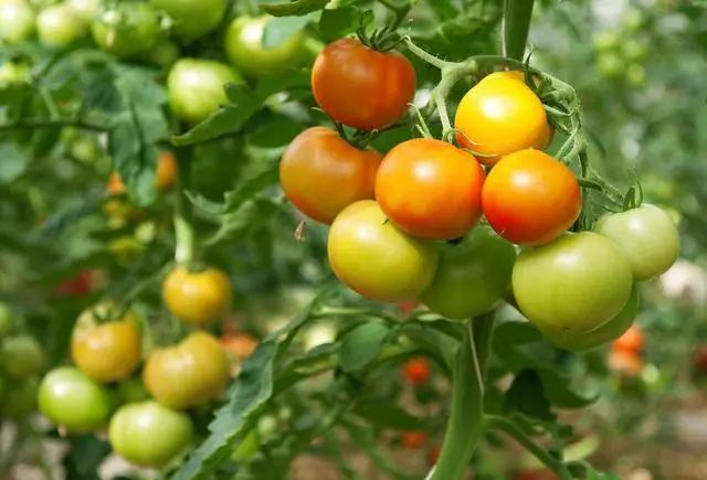 有机番茄种植栽培技术和病虫害防治技术
