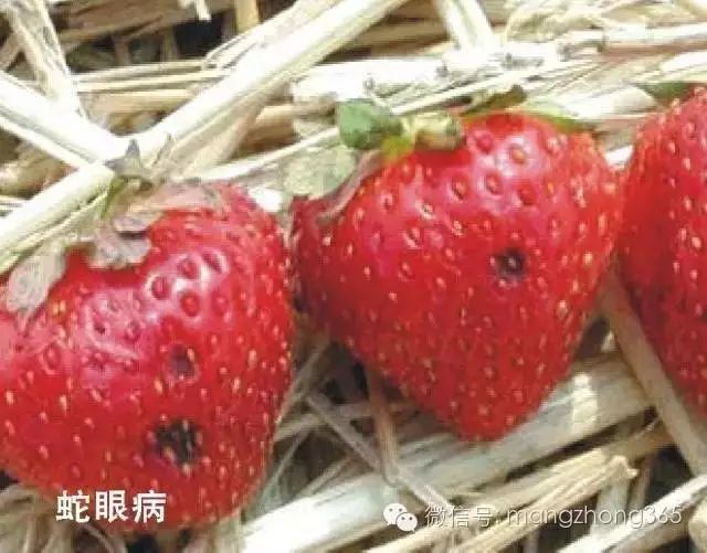 草莓常见病虫害图片及防治方法
