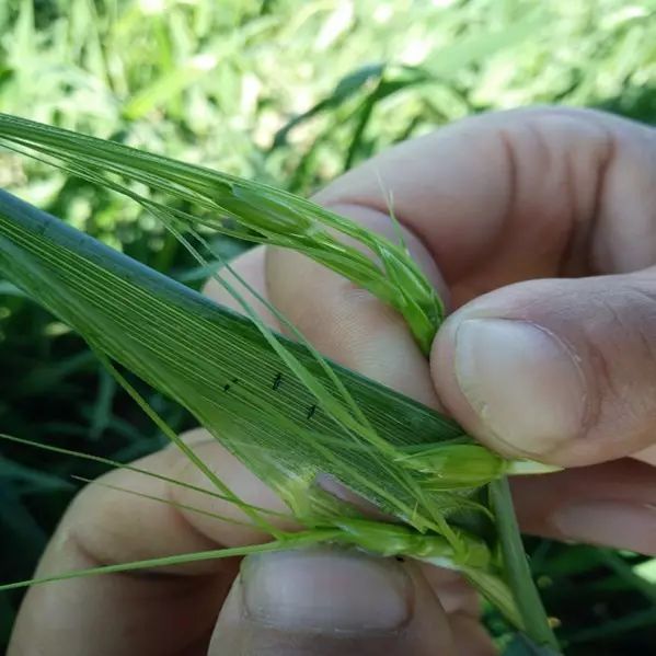 蓟马的危害特征高清图谱及蓟马的防治方法