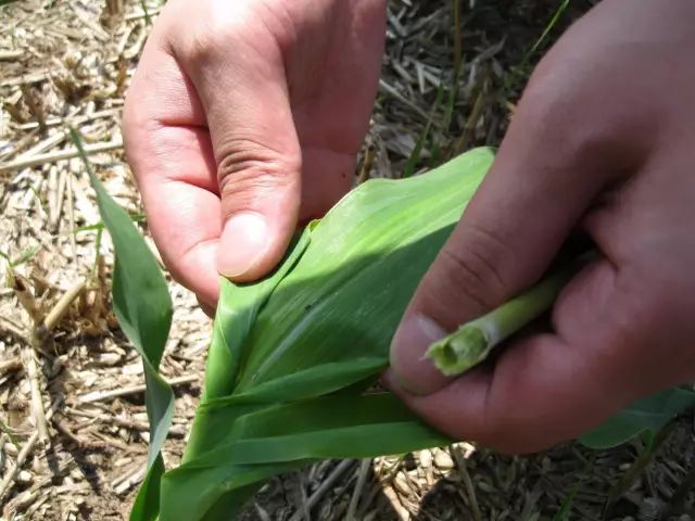 蓟马的危害特征高清图谱及蓟马的防治方法