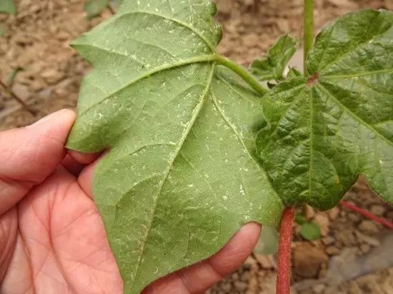 蓟马的危害特征高清图谱及蓟马的防治方法