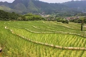 都市农业新模式