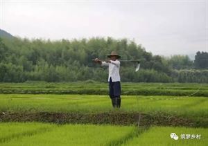 家庭农场老板,告诉你六条血的教训!