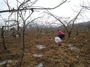 如何预防苹果裂纹?