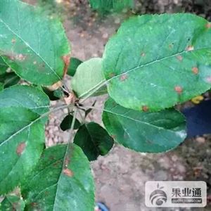 苹果最全的病害防治集
