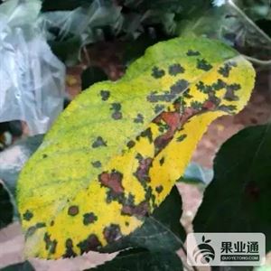 苹果最全的病害防治集
