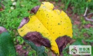 苹果最全的病害防治集
