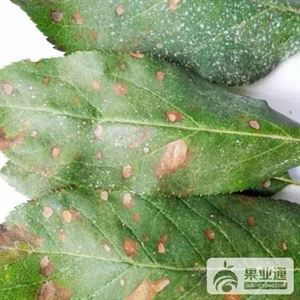 苹果最全的病害防治集