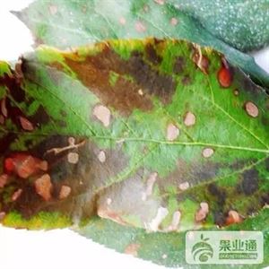 苹果最全的病害防治集