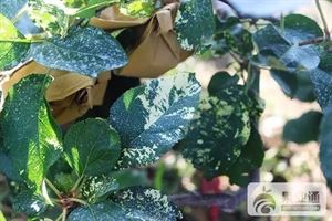 苹果最全的病害防治集