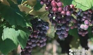 磷酸二氢钾在果树上的应用技术
