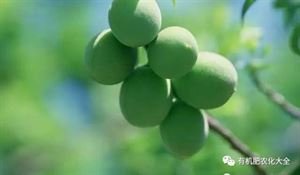 磷酸二氢钾在果树上的应用技术