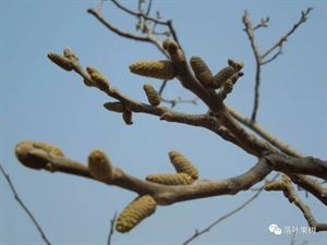 清香核桃园省力化栽培技术