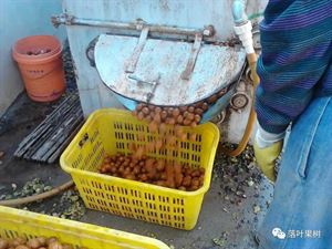 清香核桃园省力化栽培技术