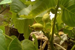 核桃树四种情况下的管理要点