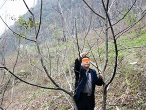 核桃树四种情况下的管理要点