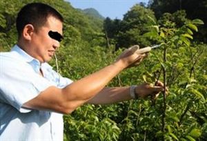 核桃树四种情况下的管理要点